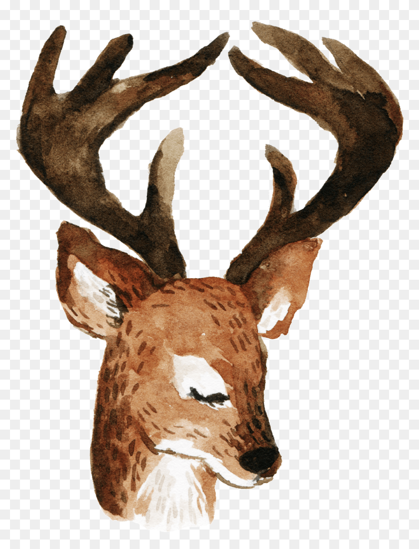 1002x1335 Cartoon Longhorn Deer Deer, Antler, Elk, Wildlife HD PNG Download