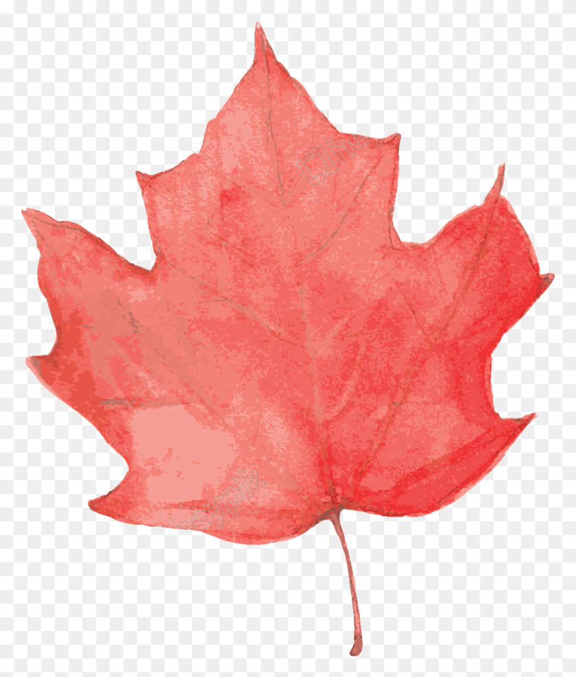 828x985 Cartoon Maple Leaf Transparent, Leaf, Plant, Tree HD PNG Download