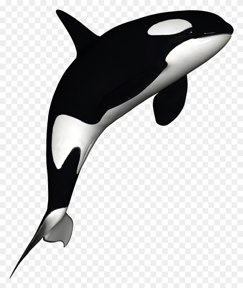 952x1144 Cartoon Orca Killer Whales Orca, Animal, Sea Life, Mammal HD PNG Download