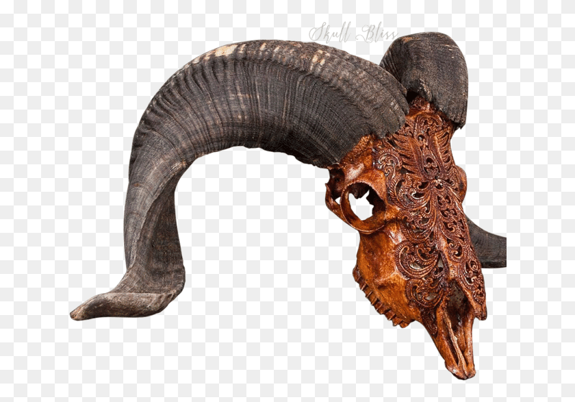 640x527 Carved Ram Skull Insect, Animal, Mammal, Elephant HD PNG Download