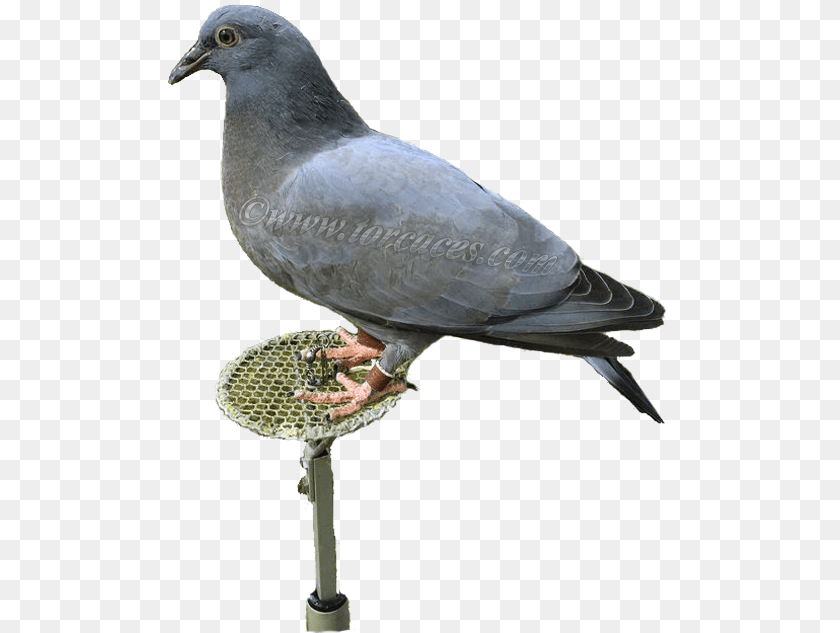 508x633 Casalese O Lisa Italiana Stock Dove, Animal, Bird, Pigeon Transparent PNG