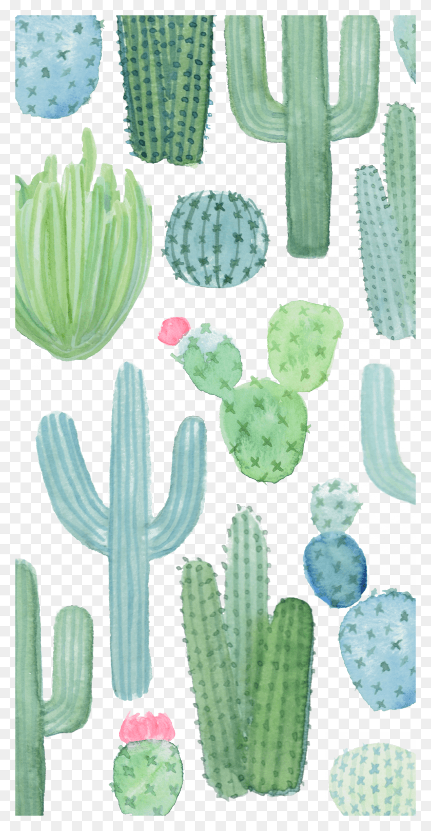 1000x2000 Casetify Iphone Art Design Nature Flowers Cacti, Plant, Cactus, Rug HD PNG Download