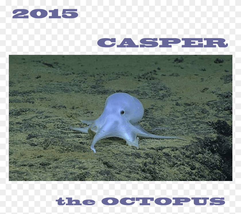 954x839 Casper The Octopus Cute Octopus, Sea Life, Animal, Invertebrate HD PNG Download