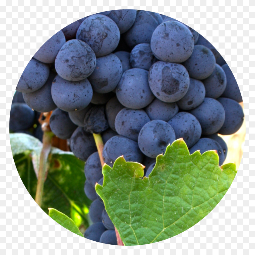 1114x1114 Castelo Is One Of The Most Cultivated Red Grape Varieties Grape, Plant, Grapes, Fruit HD PNG Download