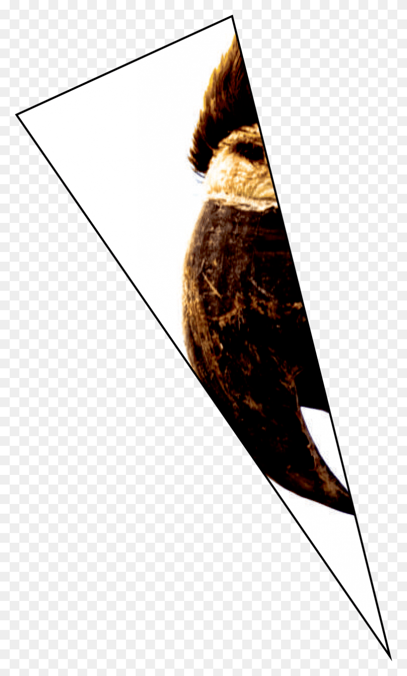 785x1344 Cat, Animal, Beak, Bird HD PNG Download