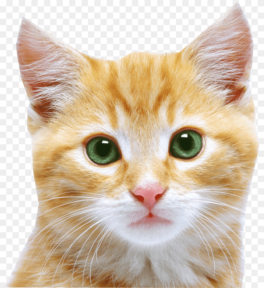 809x918 Cat, Animal, Mammal, Manx, Pet Clipart PNG