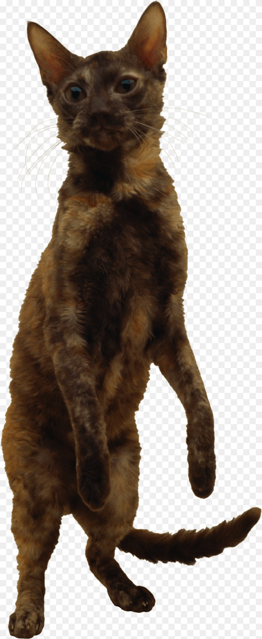 1337x3261 Cat, Animal, Mammal, Pet, Abyssinian PNG