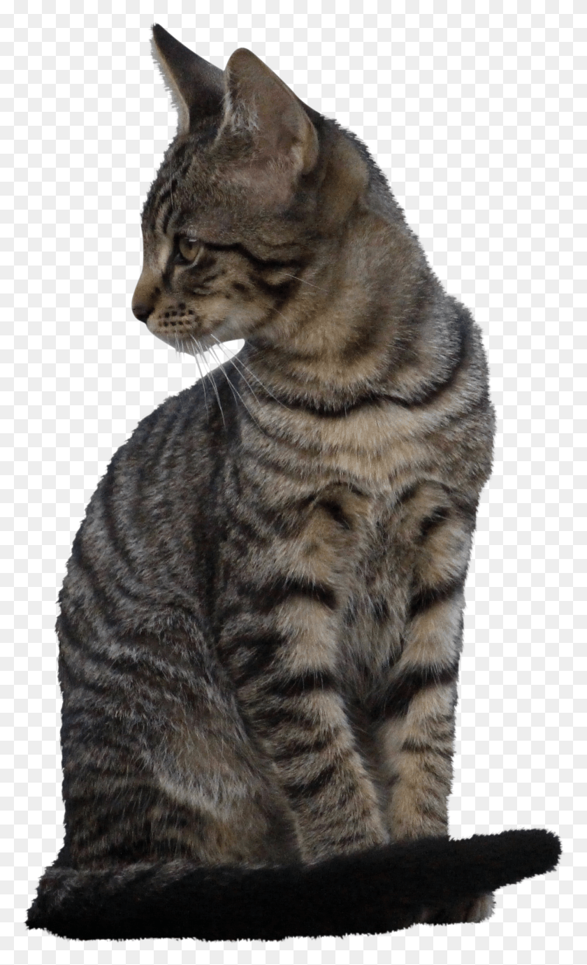1391x2356 Cat 902091 Clip Domestic Short Haired Cat, Manx, Pet, Mammal HD PNG Download