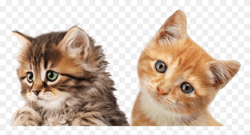 1011x513 Cat, Pet, Mammal, Animal HD PNG Download