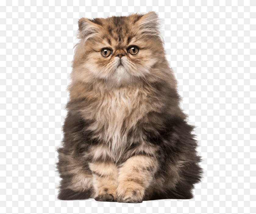 508x643 Cat, Pet, Animal, Manx HD PNG Download