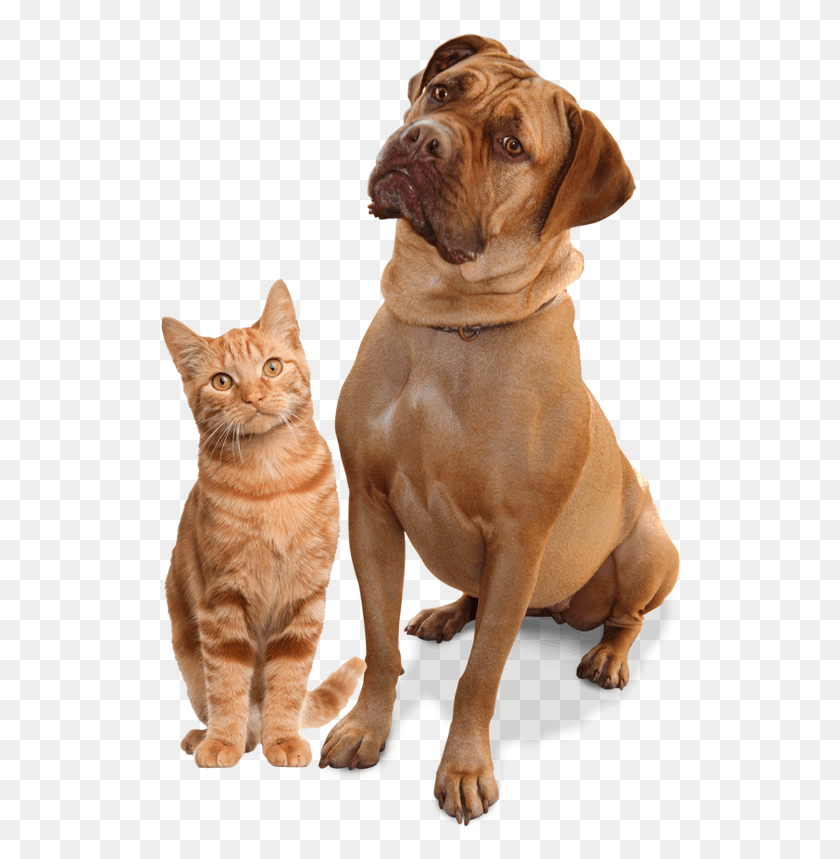 524x799 Cat And Dog No Background Description Of Cat, Pet, Canine, Animal HD PNG Download
