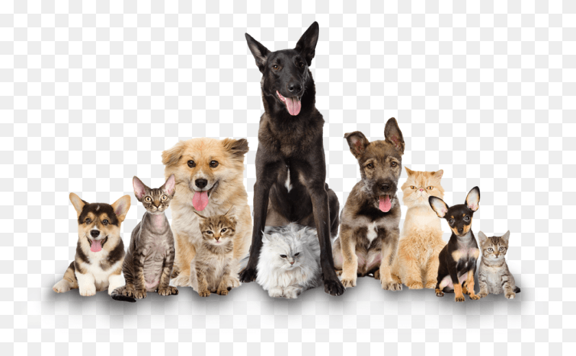 943x557 Cat And Dog No Background Pluspng Clear The Shelters 2017, Pet, Canine, Animal HD PNG Download