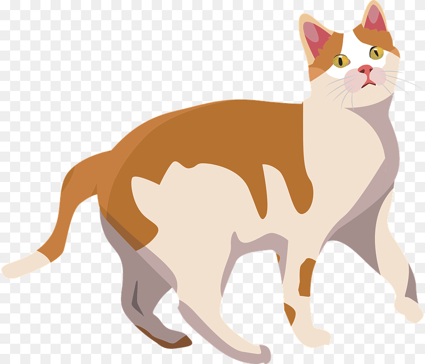 834x720 Cat Animal Mammal Cute Pet Kitten Domestic Vector Cute Dog Cat Graphics, Manx PNG