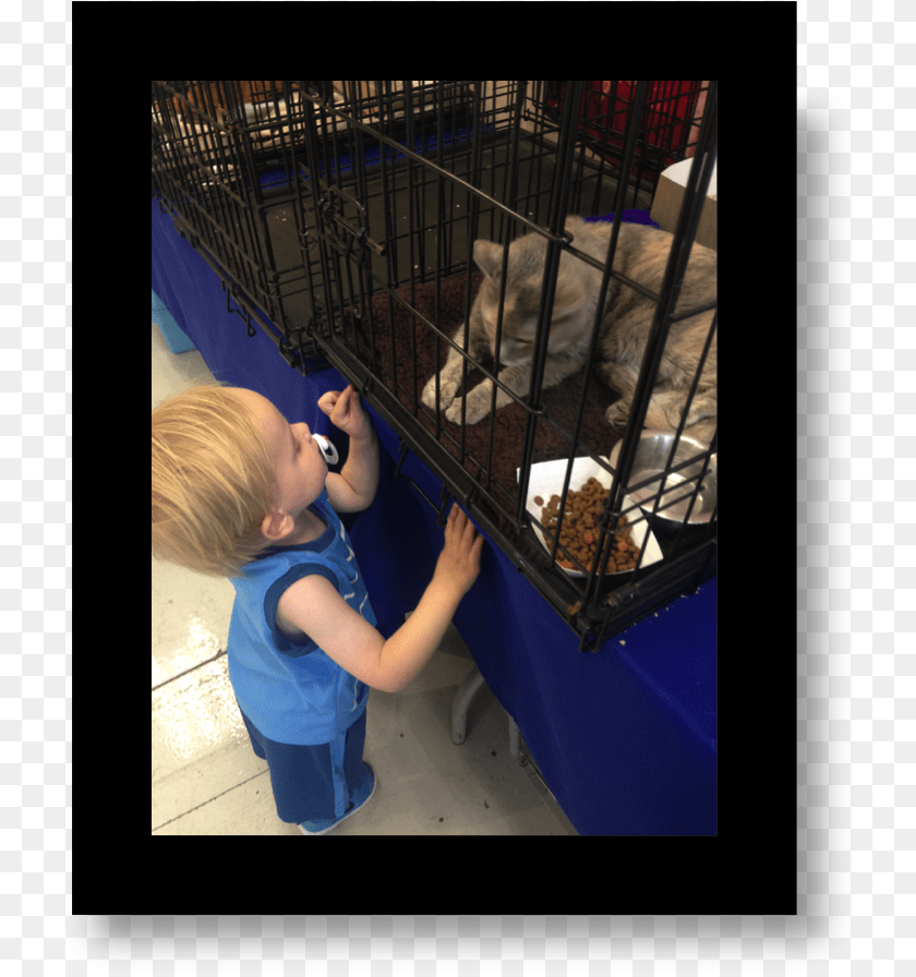 Cat Animal Shelter, Photography, Male, Boy, Child PNG