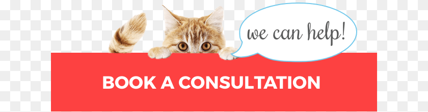 Cat Behaviorist, Animal, Kitten, Mammal, Pet PNG