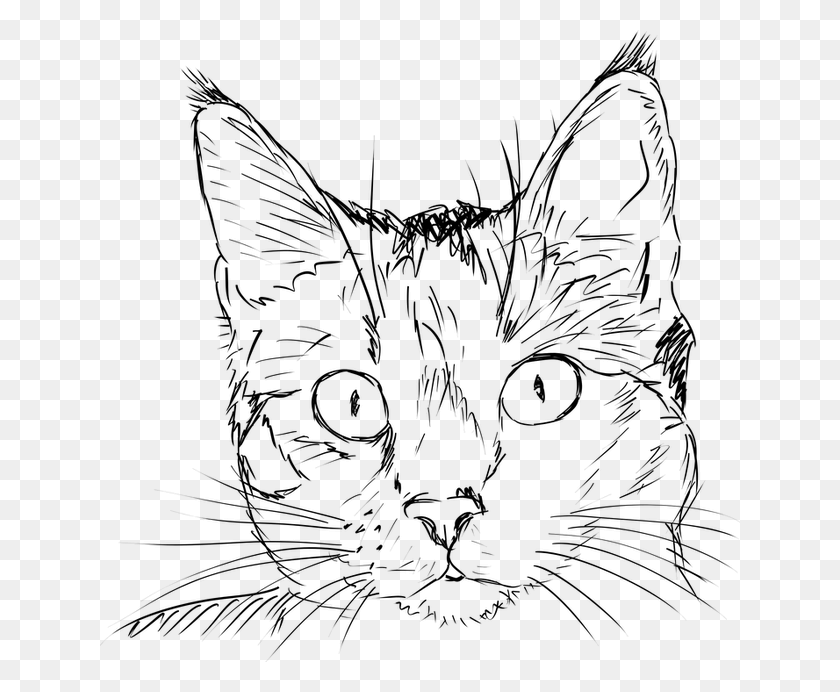 640x632 Кошка Черно-Белый Клипарт Кошка В Черно-Белом, Сером, Мир Варкрафта Png Скачать