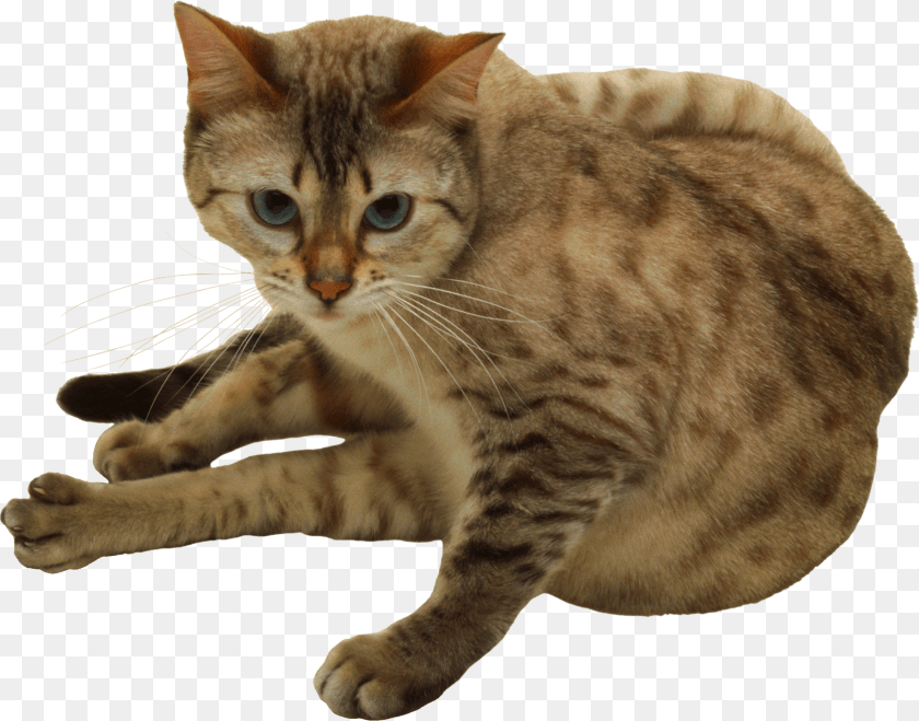 Cat Cat Sticker PNG