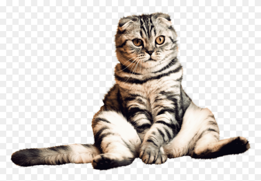 847x567 Кошка Кошка С Прозрачным Фоном, Тигр, Дикая Природа, Млекопитающее Hd Png Скачать