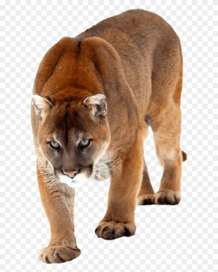 609x989 Cat Cougar Mountainlion Bigcat Cougar, Wildlife, Mammal, Animal HD PNG Download