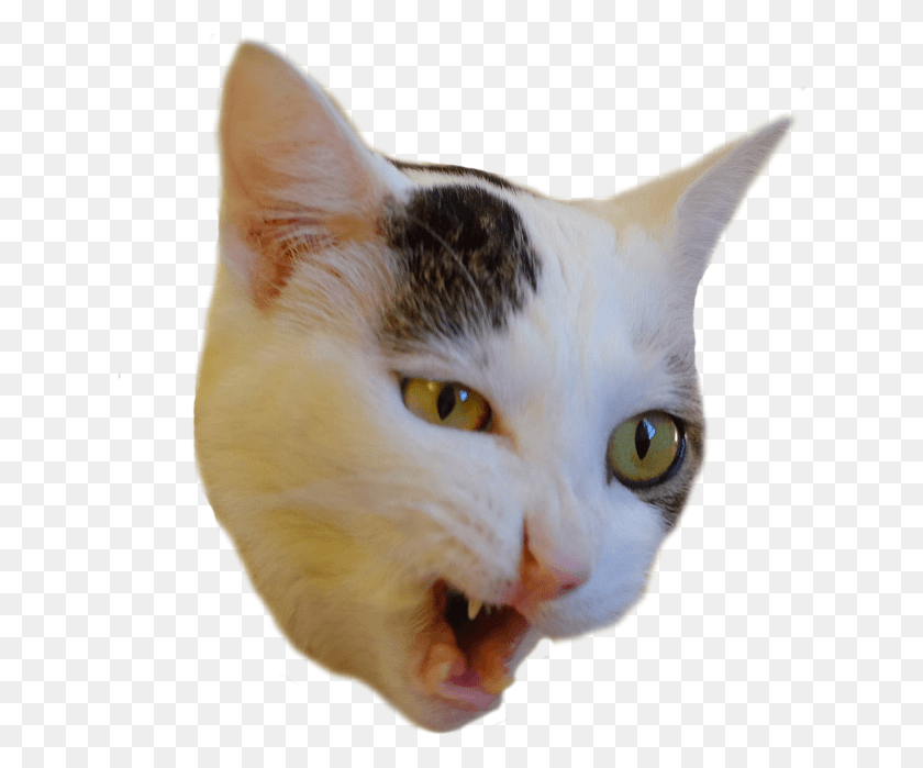 627x639 Cat Disgusted At Prospect Of Eating Cat Food Cat Eating Transparent, Pet, Mammal, Animal HD PNG Download