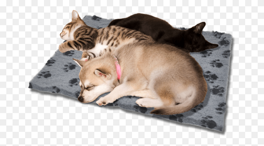 663x405 Кошка Собака Кровати Азиатка, Домашнее Животное, Млекопитающее, Животное Hd Png Скачать