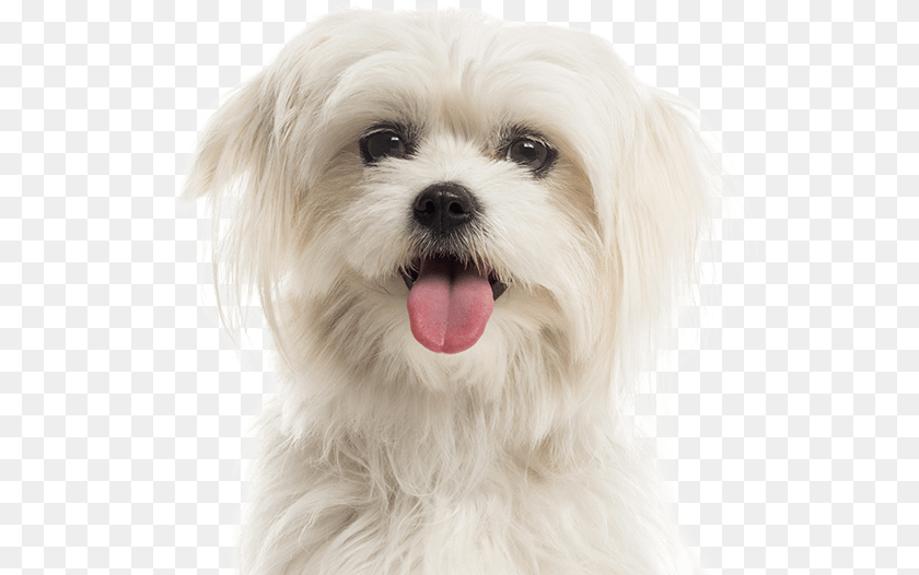 Cat Dog Deep Learning, Animal, Canine, Mammal, Pet Clipart PNG