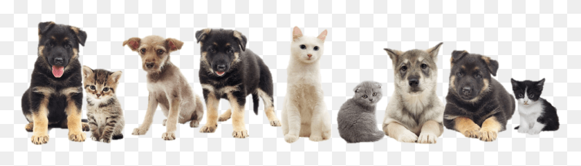 1400x326 Cat Dog Dogs And Cat, Pet, Canine, Animal HD PNG Download