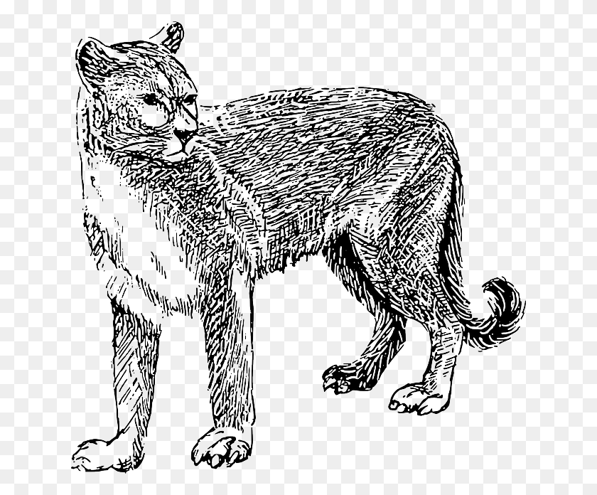 640x636 Cat Drawing Dangerous Animal Fur Cougar Danger Black And White Cougars, Mammal, Pet, Manx HD PNG Download