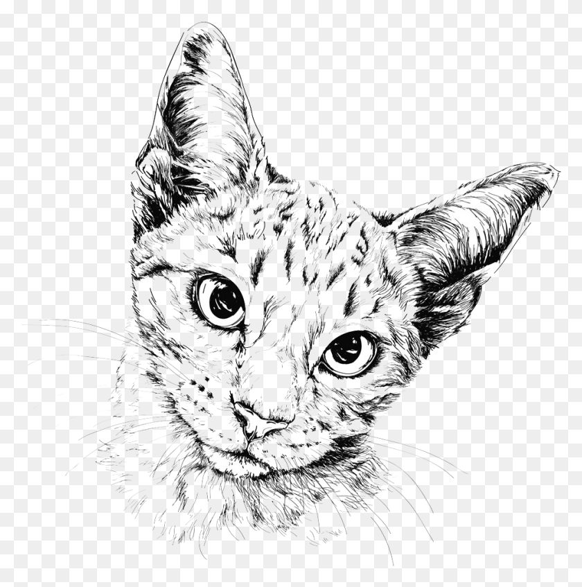 945x954 Cat Drawing Painting Illustration Cat Drawing Transparent Background, Pet, Animal, Mammal HD PNG Download