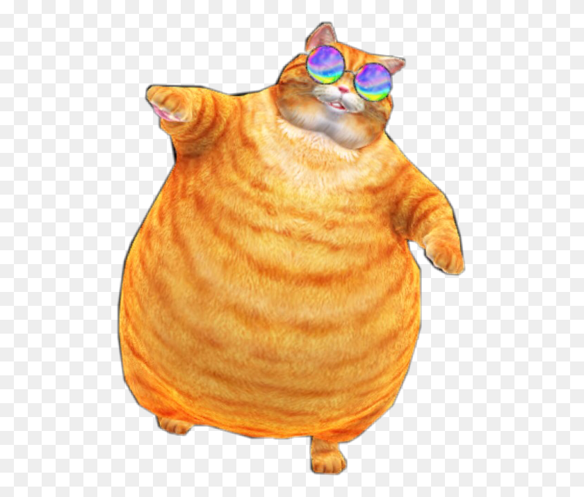 503x655 Cat Fat Sunglasses Orange Tabby Freetoedit Orange Tabby Cat Fat, Animal, Dog, Pet HD PNG Download
