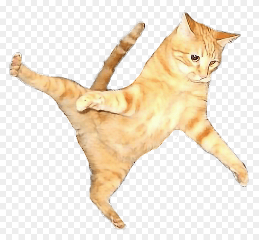 1024x944 Cat Flying Flyingcat Orangecat Orange Color Play Flying Cat, Animal, Mammal, Pet HD PNG Download
