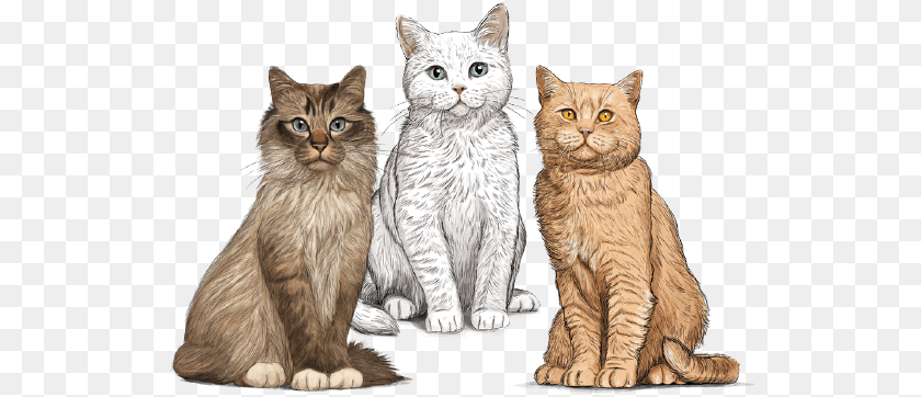 Cat Food Gosbi Gato, Animal, Mammal, Manx, Pet Transparent PNG