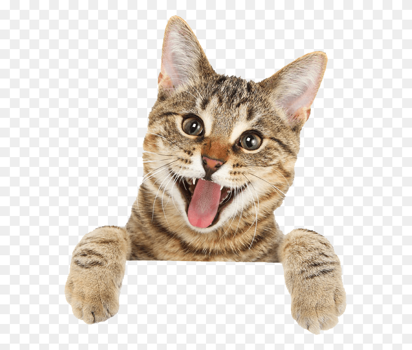 579x653 Кошка Бесплатно Милый Кот, Домашнее Животное, Млекопитающее, Животное Hd Png Скачать