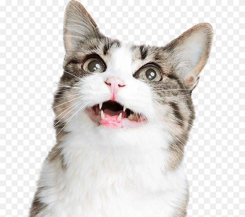 Cat Funny Face, Animal, Mammal, Pet, Body Part PNG