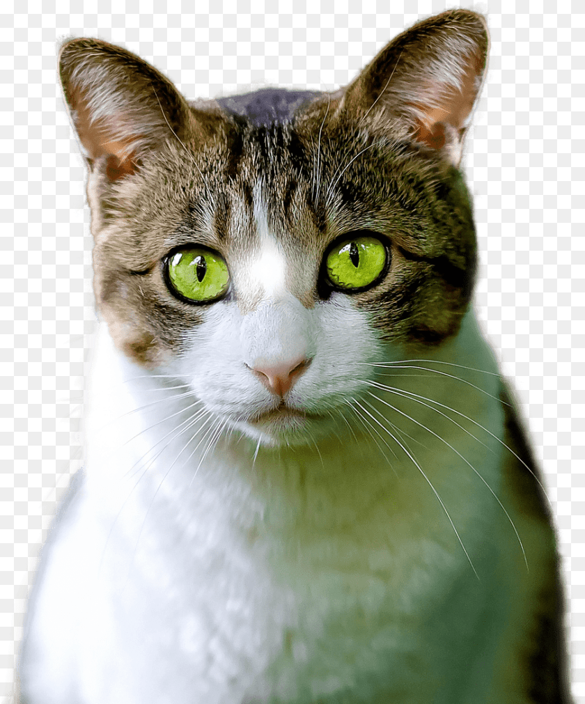 Cat Green Eyes, Abyssinian, Animal, Mammal, Pet Clipart PNG