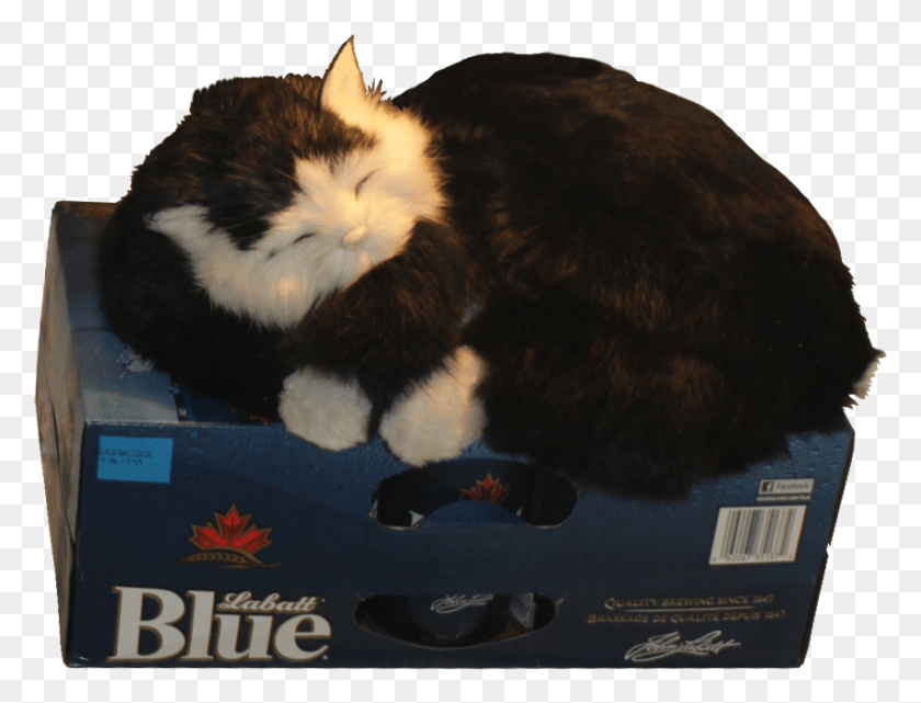 851x634 Cat Guarding The Beer Fridge Alpha Domestic Long Haired Cat, Pet, Mammal, Animal HD PNG Download