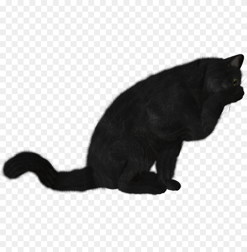 Cat Image, Animal, Mammal, Panther, Wildlife Clipart PNG