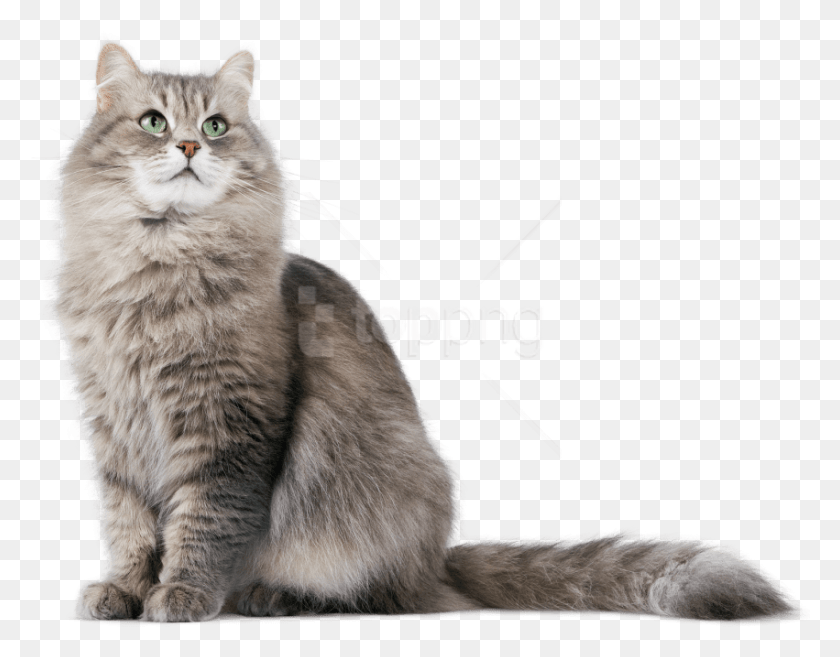 851x652 Cat Images Background Cat, Pet, Mammal, Animal HD PNG Download