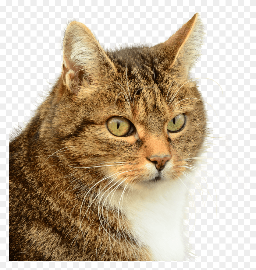 1207x1280 Cat Isolated Pet, Abyssinian, Mammal, Animal HD PNG Download