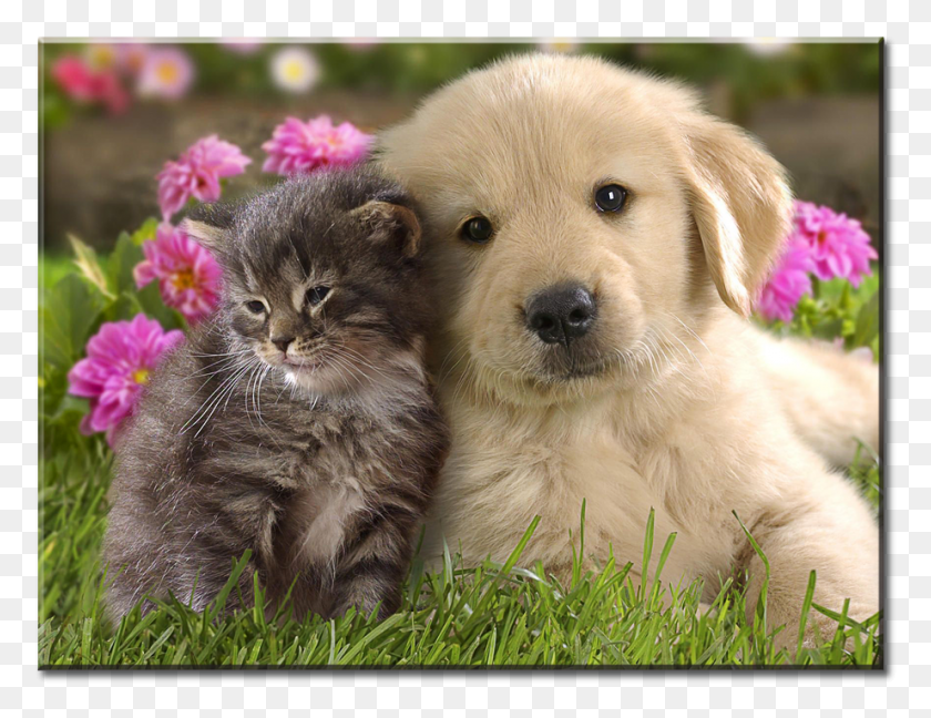 921x695 Cat Kitten Puppy Dog Puppy En Kitten, Pet, Animal, Dog Descargar Hd Png