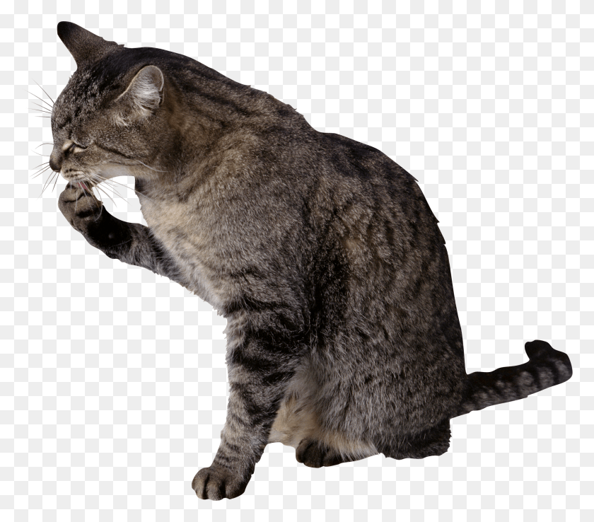 2065x1796 Cat Licking Paw, Manx, Pet, Mammal HD PNG Download