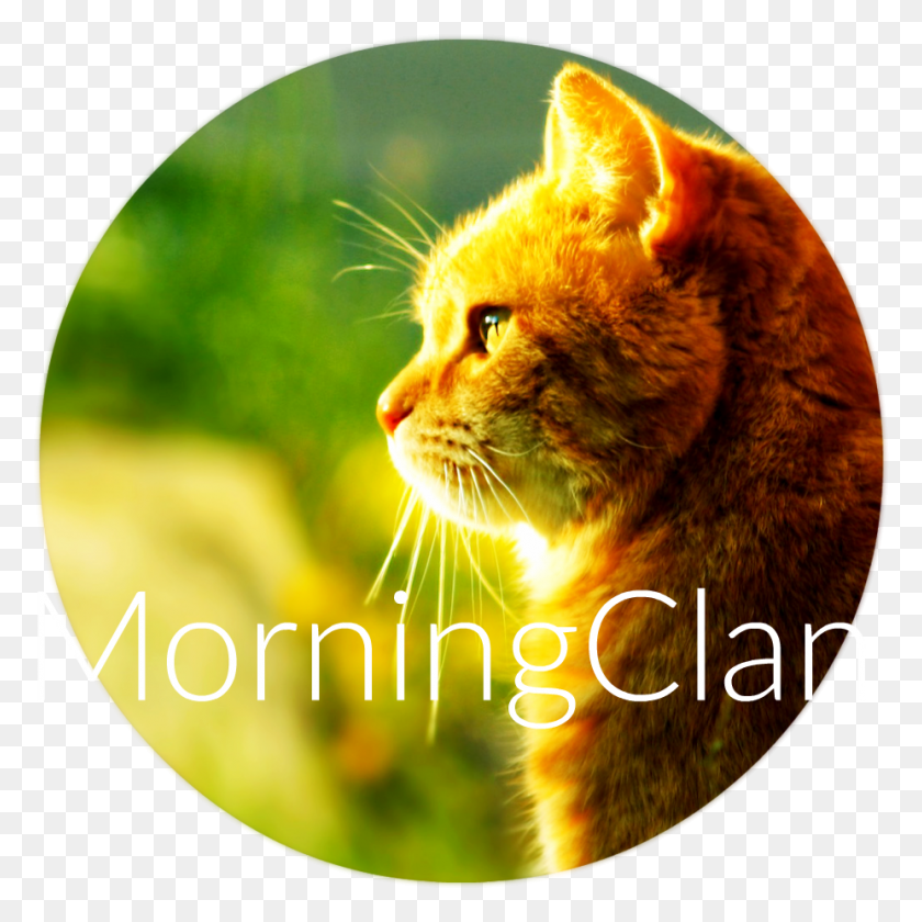 927x927 Descargar Png Cat Morning Sun Walselpaper Gato Mirando A La Izquierda, Mascota, Mamífero, Animal Hd Png