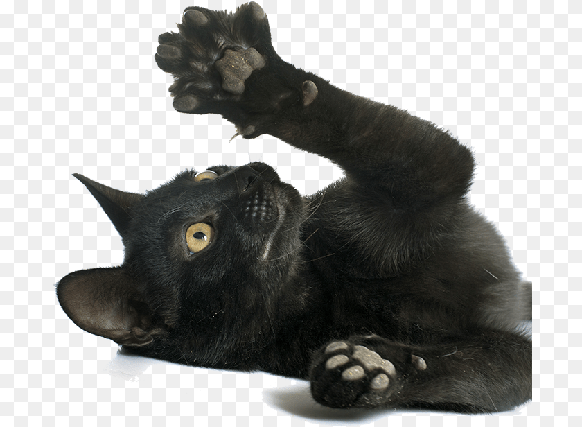 696x616 Cat Paws Black Cat Paw, Hardware, Electronics, Mammal, Animal PNG