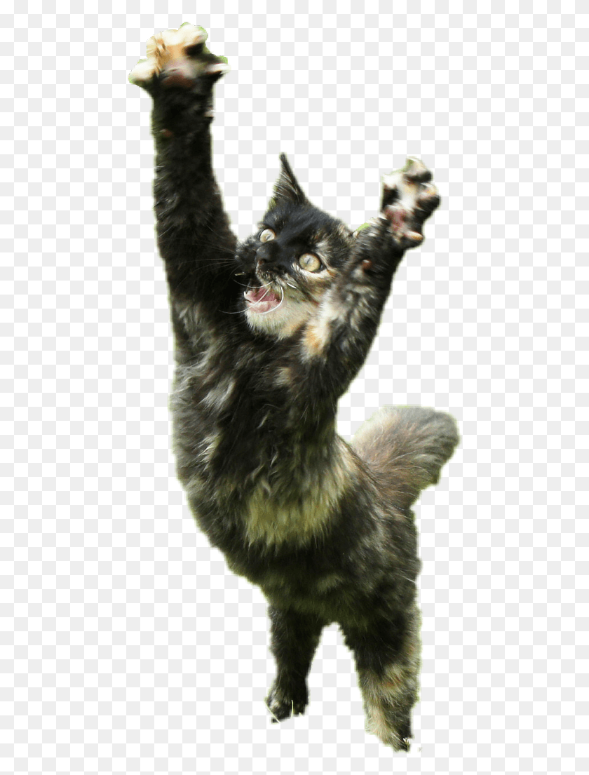 478x1045 Cat Paws Cat Yawns, Animal, Mammal, Pet HD PNG Download