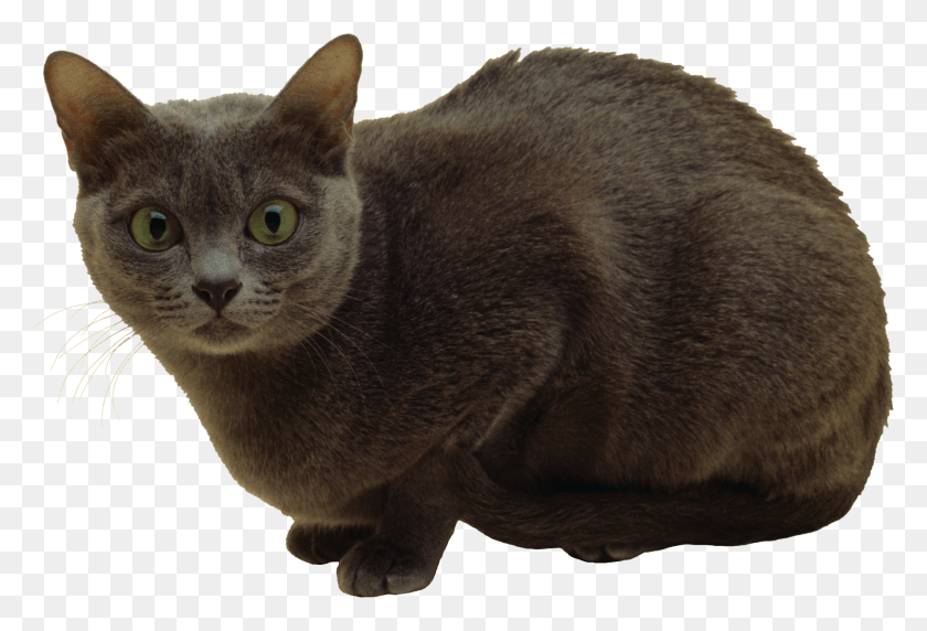 2570x1690 Descargar Png Gato Razas De Gatos Korata, Mascota, Mamífero, Animal Hd Png