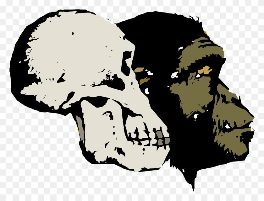 1280x954 Cat Scans Of Fossil Skulls Disprove Alleged Apemen Skull Evolution, Bird, Animal, Skeleton HD PNG Download