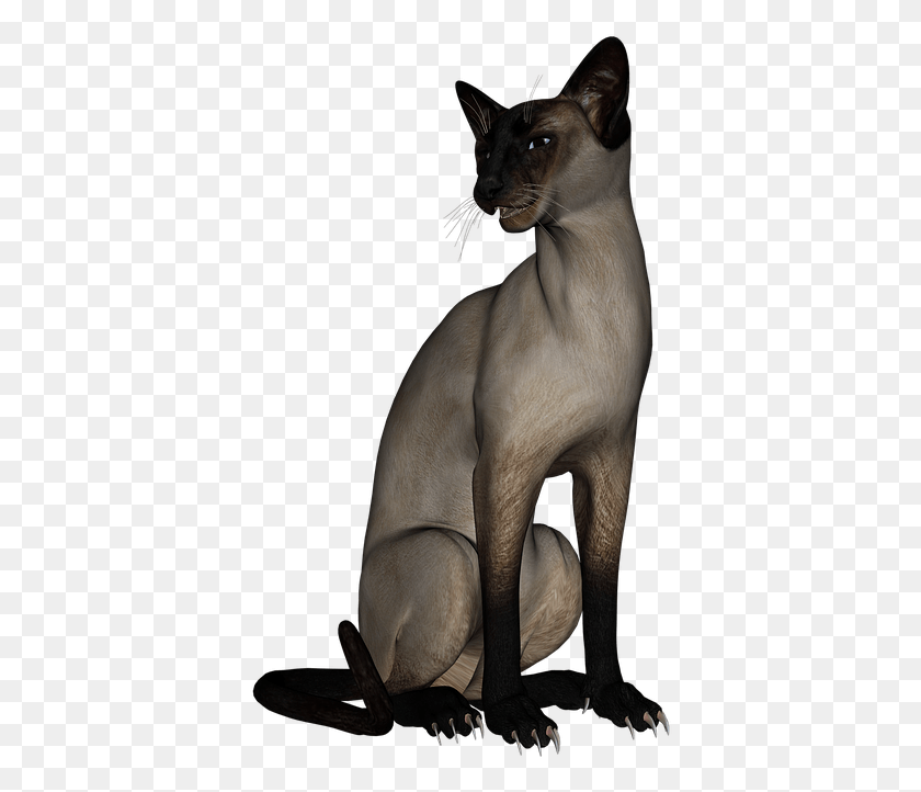 386x662 Кошка Сиамская Кошка Животное Кошачья Кошка Котенок Домашнее Животное, Млекопитающее, Египетская Кошка, Дикая Природа Hd Png Скачать