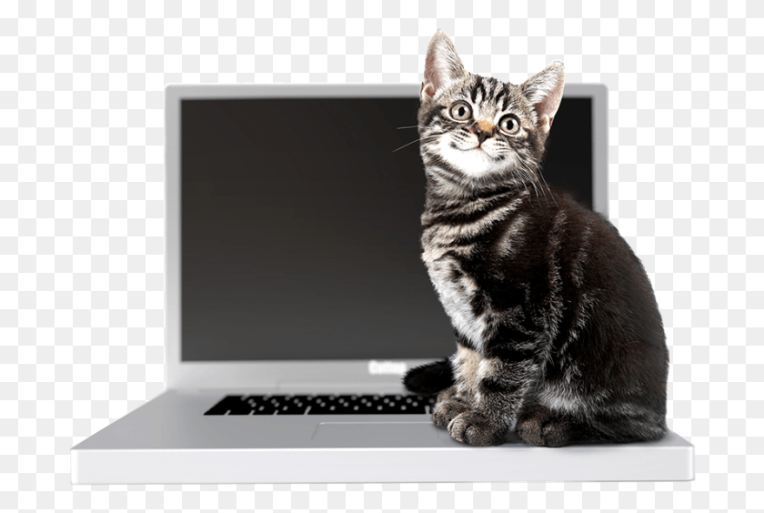 692x504 Cat Smiling, Pc, Computer, Electronics HD PNG Download