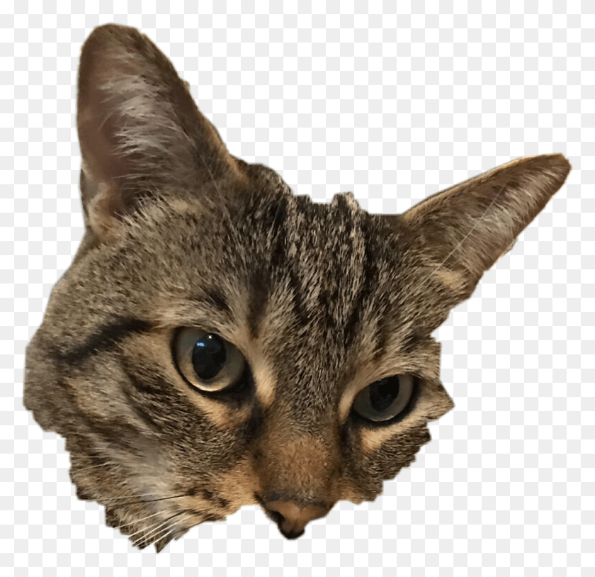1024x990 Cat Sticker Domestic Short Haired Cat, Abyssinian, Pet, Mammal HD PNG Download