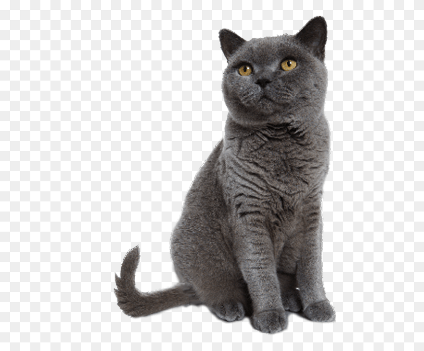 493x637 Кошка На Прозрачном Фоне, Домашнее Животное, Млекопитающее, Животное Hd Png Скачать